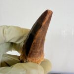 Authentic Dinosaur Tooth Mosasaur Fossil Cretaceous Marine Reptile | FossilPaleo - Image 9