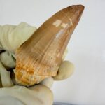 Authentic Dinosaur Tooth Mosasaur Fossil Cretaceous  | FossilPaleo - Image 10