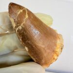 Rare Mosasaur Tooth Species Specific Hoffmanni Fossil  | FossilPaleo - Image 10