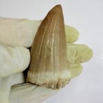 Rare Mosasaur Tooth Species Specific Beaugei Fossil | FossilPaleo - Image 8