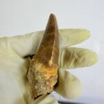 Rare Mosasaur Tooth Species Specific Tylosaurus Fossil | FossilPaleo - Image 9