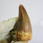 Rare Mosasaur Tooth Species Specific Beaugei Fossil | FossilPaleo - Image 7