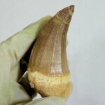 Rare Mosasaur Tooth Species Specific Tylosaurus Fossil | FossilPaleo - Image 8