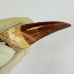 Rare Mosasaur Tooth Species Specific Tylosaurus Fossil | FossilPaleo - Image 9