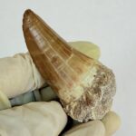 Mosasaur Tooth Large Fossil Display Collectors Item | FossilPaleo - Image 9