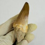 Giant Mosasaur Tooth Large Fossil Display Collectors Item | FossilPaleo - Image 8