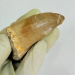 Mosasaur Tooth Real Fossil Authentic Dinosaur Tooth Gift | FossilPaleo - Image 9
