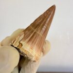 Mosasaur Tooth Dinosaur Fossil Authentic Cretaceous Specimen | FossilPaleo - Image 8