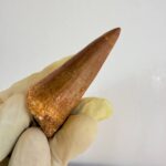 Mosasaur Tooth Dinosaur Fossil Authentic Cretaceous Specimen | FossilPaleo - Image 6