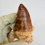 Mosasaur Tooth Dinosaur Fossil Authentic Cretaceous Specimen | FossilPaleo - Image 8