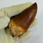 Rare Mosasaur Tooth Species Specific Tylosaurus Fossil | FossilPaleo - Image 10