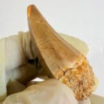 Mosasaur Hoffmanni Tooth Dinosaur Fossil Authentic Specimen | FossilPaleo - Image 11