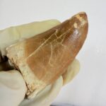 Mosasaur Hoffmanni Tooth Dinosaur Fossil Authentic Specimen | FossilPaleo - Image 11