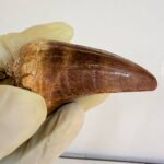 Authentic Dinosaur Tooth Mosasaur Fossil Cretaceous Marine Reptile | FossilPaleo - Image 10