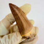 Authentic Dinosaur Tooth Mosasaur Fossil Cretaceous  | FossilPaleo - Image 11