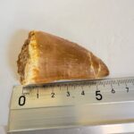 Rare Mosasaur Tooth Species Specific Hoffmanni Fossil  | FossilPaleo - Image 2