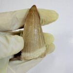 Rare Mosasaur Tooth Species Specific Beaugei Fossil | FossilPaleo - Image 9