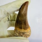 Rare Mosasaur Tooth Species Specific Tylosaurus Fossil | FossilPaleo - Image 10