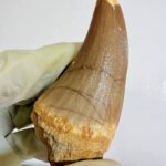 Rare Mosasaur Tooth Species Specific Beaugei Fossil | FossilPaleo - Image 6