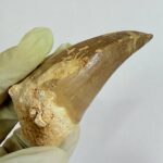 Rare Mosasaur Tooth Species Specific Tylosaurus Fossil | FossilPaleo - Image 9