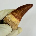 Rare Mosasaur Tooth Species Specific Tylosaurus Fossil | FossilPaleo - Image 10