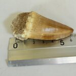 Mosasaur Tooth Large Fossil Display Collectors Item | FossilPaleo - Image 10