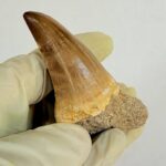 Giant Mosasaur Tooth Large Fossil Display Collectors Item | FossilPaleo - Image 7
