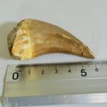 Mosasaur Tooth Real Fossil Authentic Dinosaur Tooth Gift | FossilPaleo - Image 10