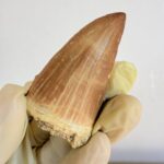 Mosasaur Tooth Dinosaur Fossil Authentic Cretaceous Specimen | FossilPaleo - Image 9