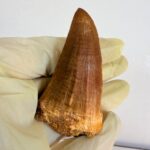 Mosasaur Tooth Dinosaur Fossil Authentic Cretaceous Specimen | FossilPaleo - Image 5