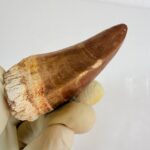 Mosasaur Tooth Dinosaur Fossil Authentic Cretaceous Specimen | FossilPaleo - Image 9