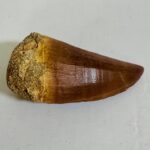 Rare Mosasaur Tooth Species Specific Tylosaurus Fossil | FossilPaleo - Image 11