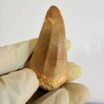 Mosasaur Hoffmanni Tooth Dinosaur Fossil Authentic Specimen | FossilPaleo - Image 12