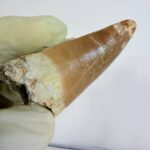 Mosasaur Hoffmanni Tooth Dinosaur Fossil Authentic Specimen | FossilPaleo - Image 12