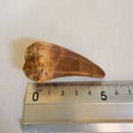 Authentic Dinosaur Tooth Mosasaur Fossil Cretaceous Marine Reptile | FossilPaleo - Image 2