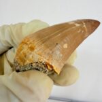 Authentic Dinosaur Tooth Mosasaur Fossil Cretaceous  | FossilPaleo - Image 12