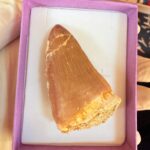 Rare Mosasaur Tooth Species Specific Hoffmanni Fossil  | FossilPaleo - Image 11