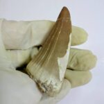 Rare Mosasaur Tooth Species Specific Beaugei Fossil | FossilPaleo - Image 10