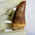 Rare Mosasaur Tooth Species Specific Tylosaurus Fossil | FossilPaleo - Image 11