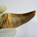 Rare Mosasaur Tooth Species Specific Beaugei Fossil | FossilPaleo - Image 5