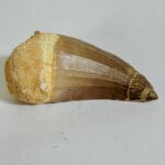 Rare Mosasaur Tooth Species Specific Tylosaurus Fossil | FossilPaleo - Image 10