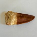 Rare Mosasaur Tooth Species Specific Tylosaurus Fossil | FossilPaleo - Image 11