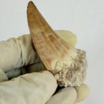 Mosasaur Tooth Large Fossil Display Collectors Item | FossilPaleo - Image 11