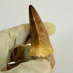 Giant Mosasaur Tooth Large Fossil Display Collectors Item | FossilPaleo - Image 6