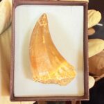 Mosasaur Tooth Real Fossil Authentic Dinosaur Tooth Gift | FossilPaleo - Image 11