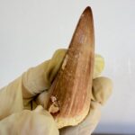 Mosasaur Tooth Dinosaur Fossil Authentic Cretaceous Specimen | FossilPaleo - Image 10