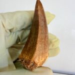 Mosasaur Tooth Dinosaur Fossil Authentic Cretaceous Specimen | FossilPaleo - Image 4