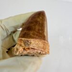 Mosasaur Tooth Dinosaur Fossil Authentic Cretaceous Specimen | FossilPaleo - Image 10