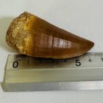 Rare Mosasaur Tooth Species Specific Tylosaurus Fossil | FossilPaleo - Image 12