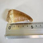 Mosasaur Hoffmanni Tooth Dinosaur Fossil Authentic Specimen | FossilPaleo - Image 2